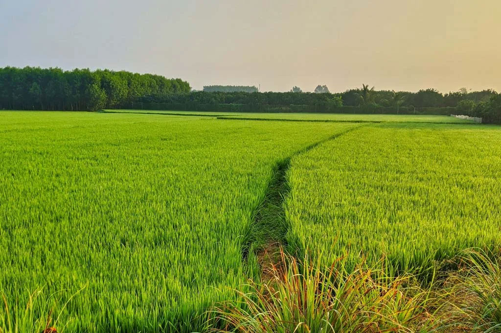 5.5 Acre Agriculture Land for Sale on Palwal-Aligarh Highway