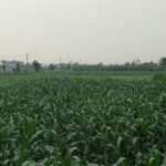 2 Acres Agriculture Land Available For Sale In Sector 67 Gurugram