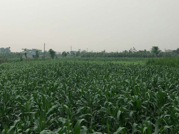 2 Acres Agriculture Land Available For Sale In Sector 67 Gurugram