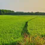 Agriculture Land For Sale